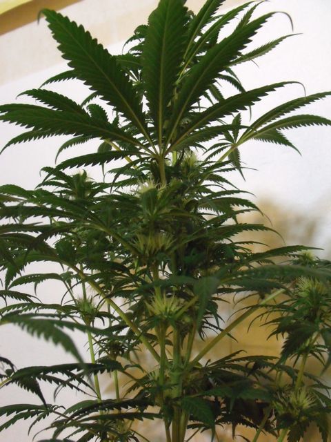 DSCF3450.jpg