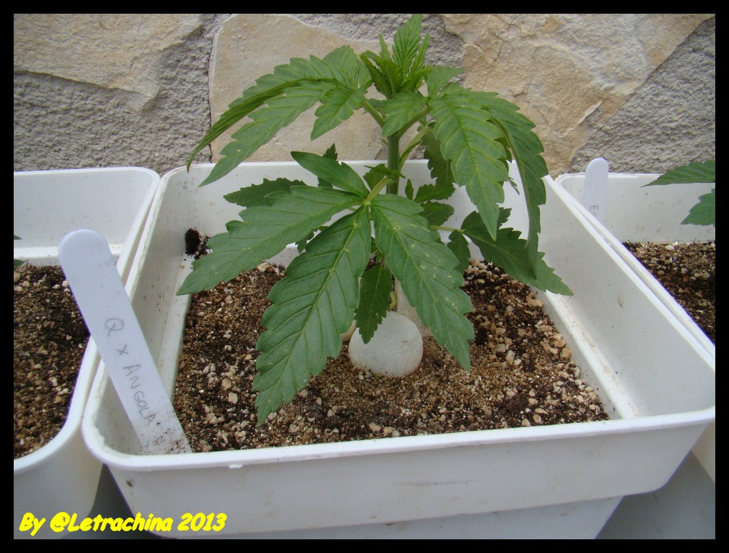 Littel Leo 28 dias crecimiento (Copiar).JPG