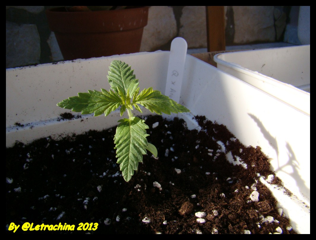 Littel Leo 14 dias crecimiento (Copiar).JPG
