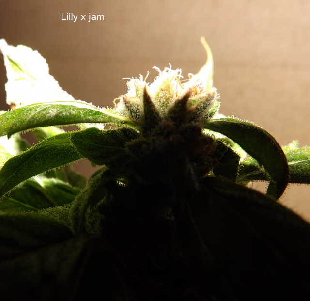 DSCF1126.jpg