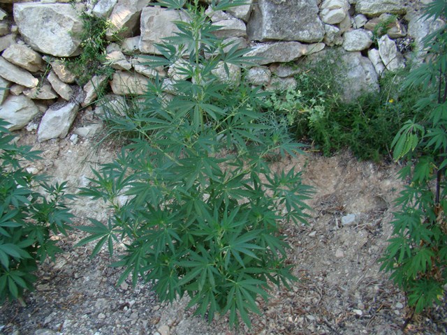 QM x Ciskei 90 dias crecimiento (Copiar).JPG