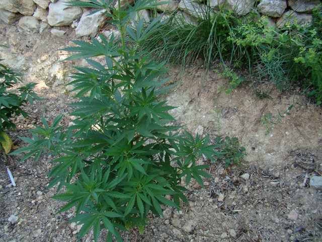 QM x Ciskei 72 dias crecimiento (Copiar).JPG