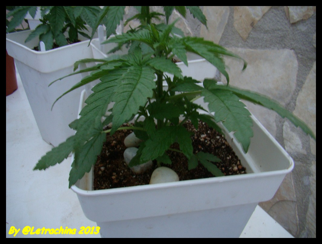 QM x Ciskei 32 dias crecimiento (Copiar).JPG