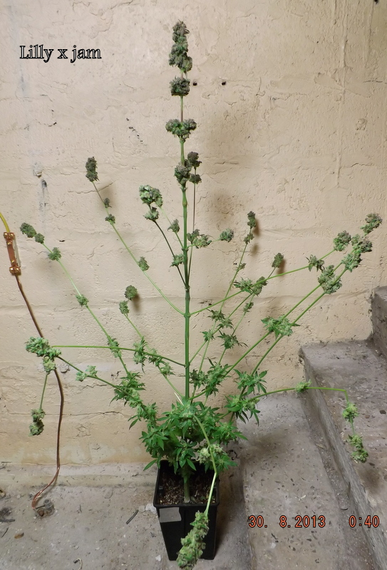 DSCF1882.JPG