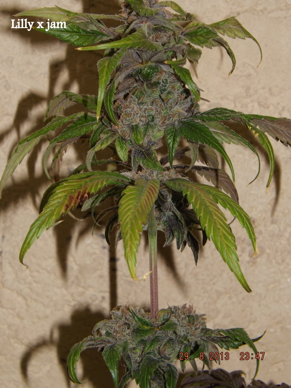 DSCF1871.JPG
