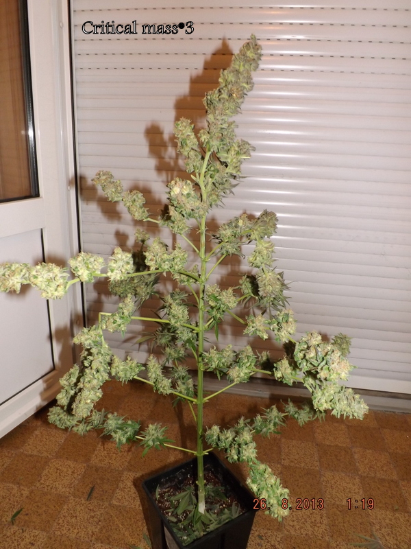 DSCF1701.JPG