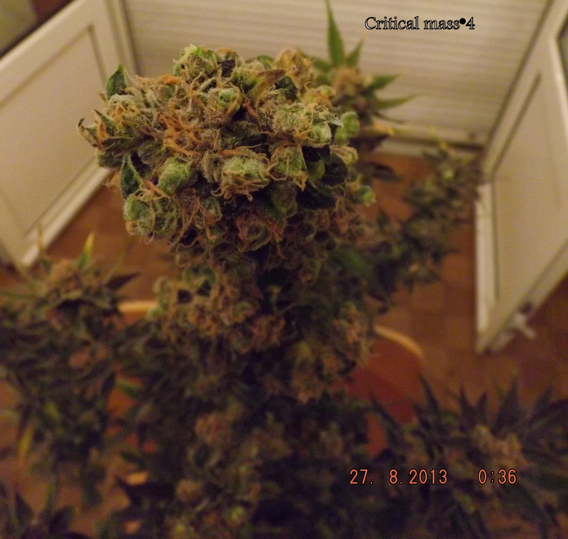 DSCF1759.JPG