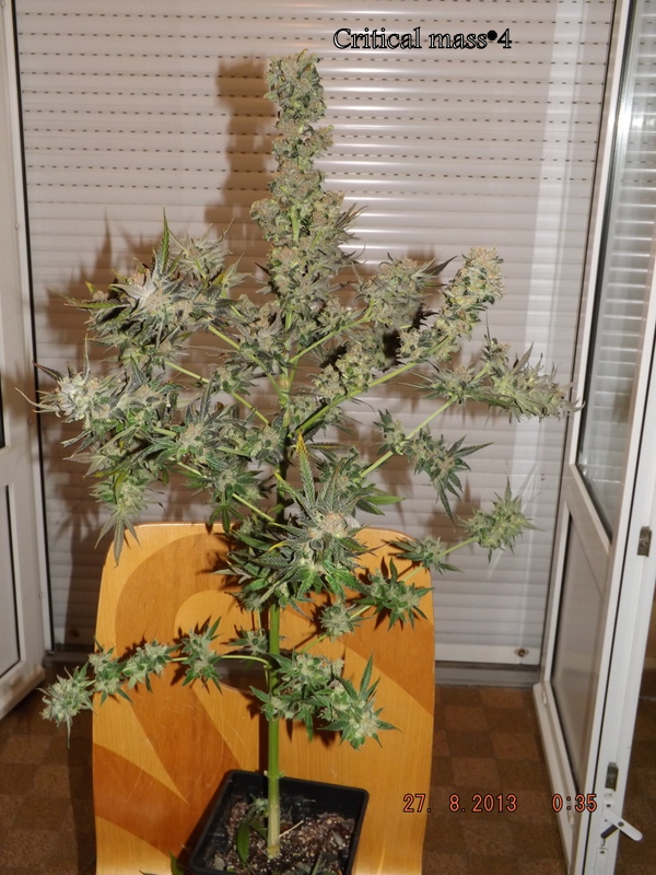 DSCF1752.JPG