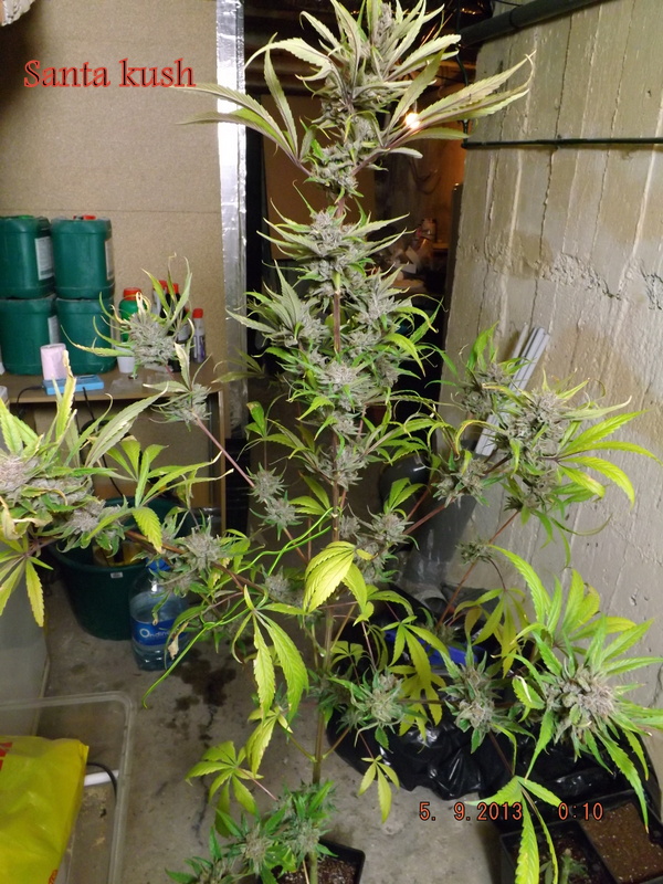 DSCF2067.JPG