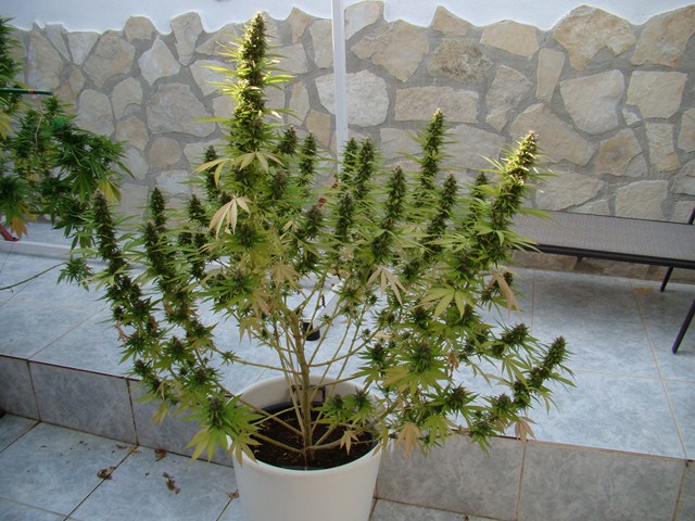 EDY x HH 147 dias flora 6 (Copiar).JPG
