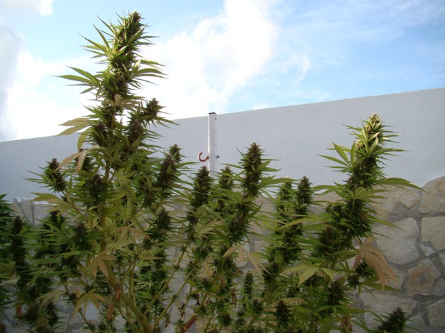EDY x HH 147 dias flora 6++ (Copiar).JPG