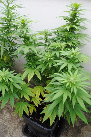 DSC_0097 (Copier).JPG