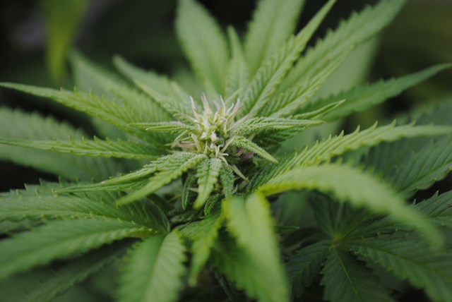 DSC_0112 (Copier).JPG