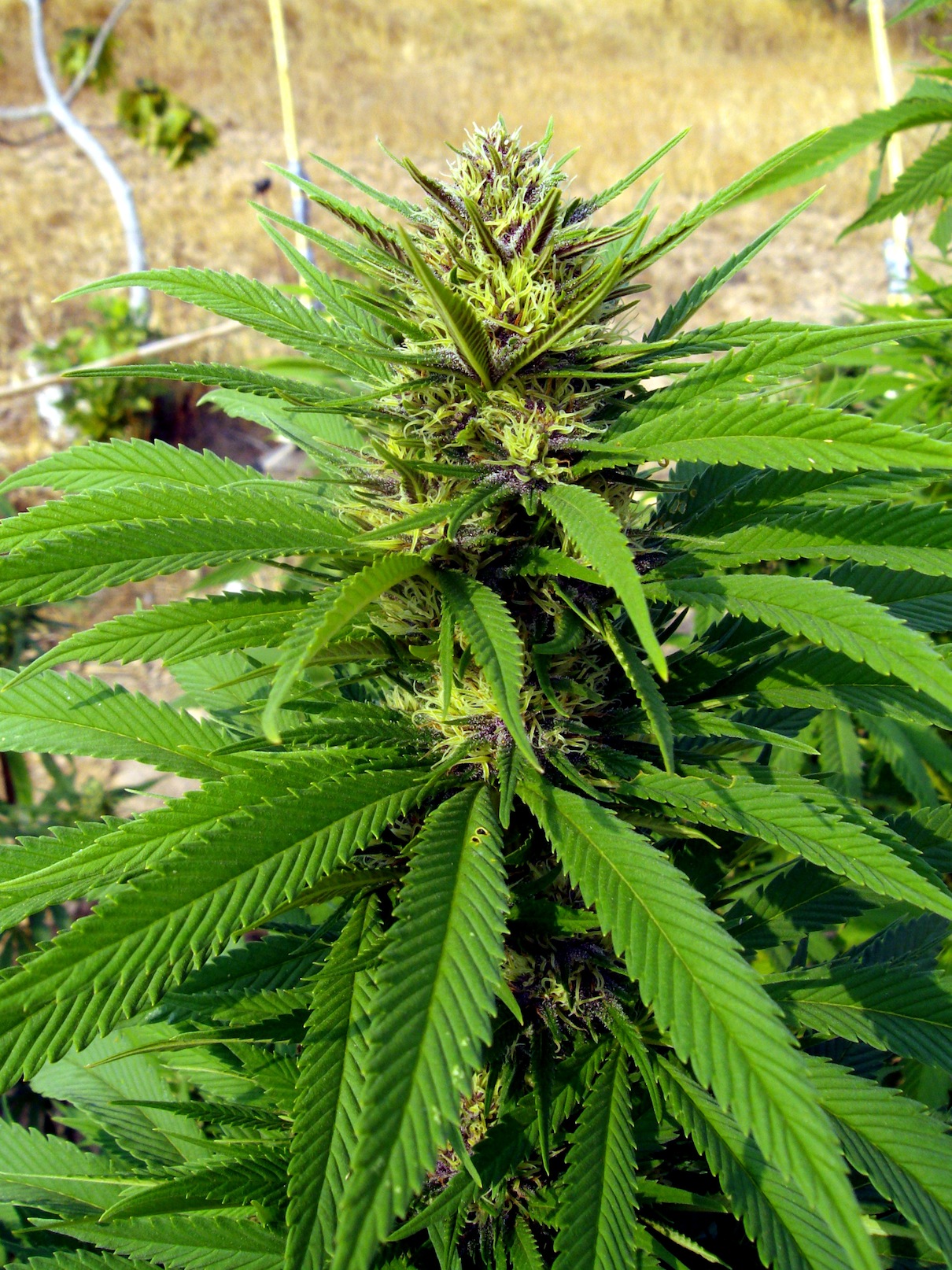 Durganchitral x Sourkush.jpg