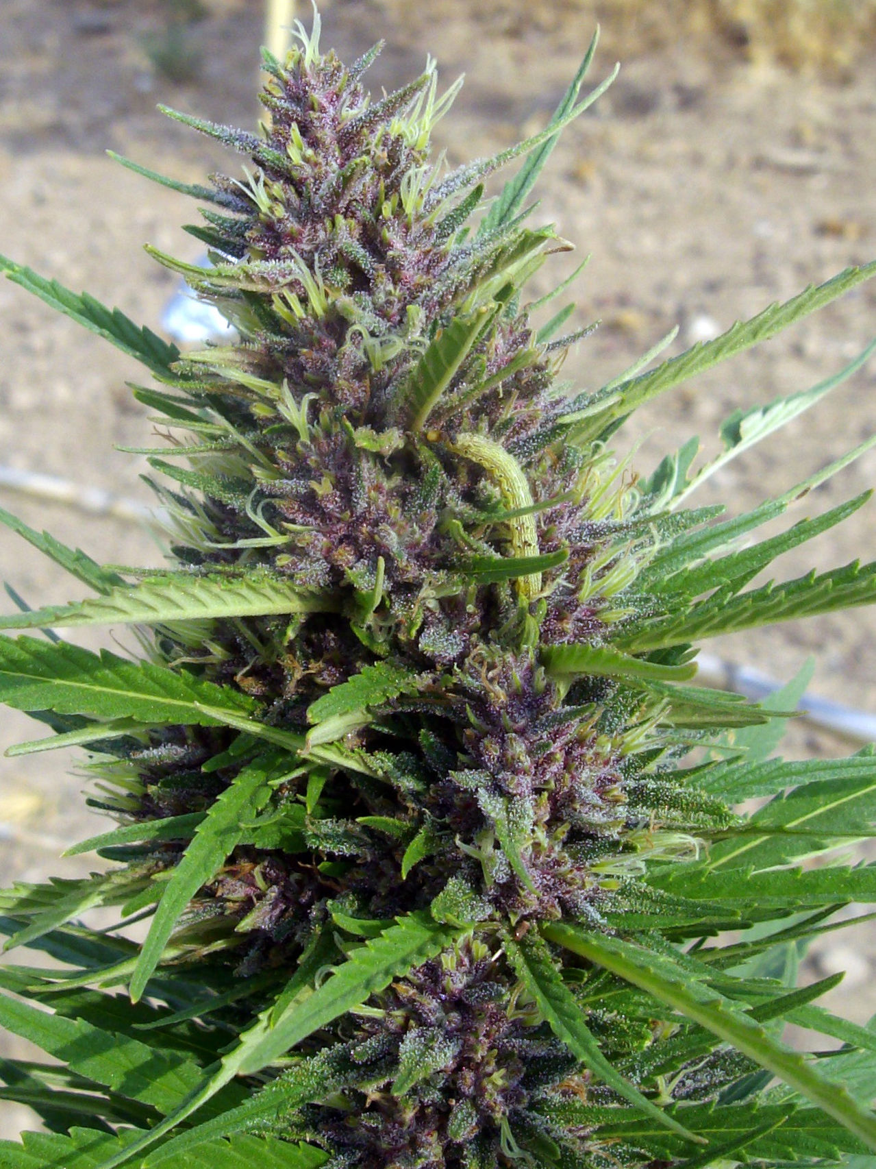 Oruga en Durganchitral x Sourkush.jpg