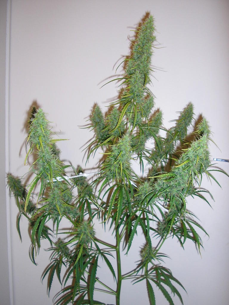 Panama red 1974 by Jahgreenlabel.jpg