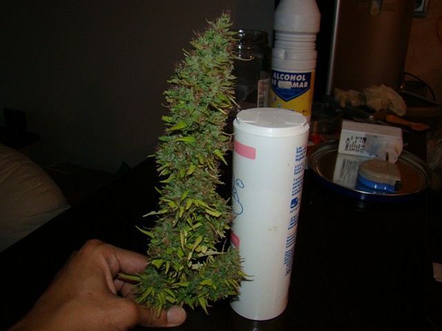 Edy x HH cola1 (Copiar).JPG