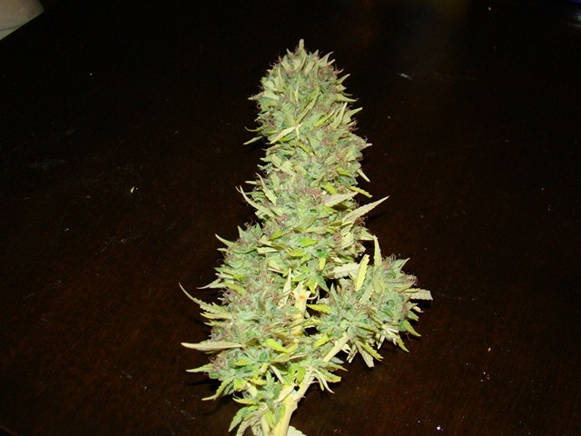 Edy x HH cola3 (Copiar).JPG