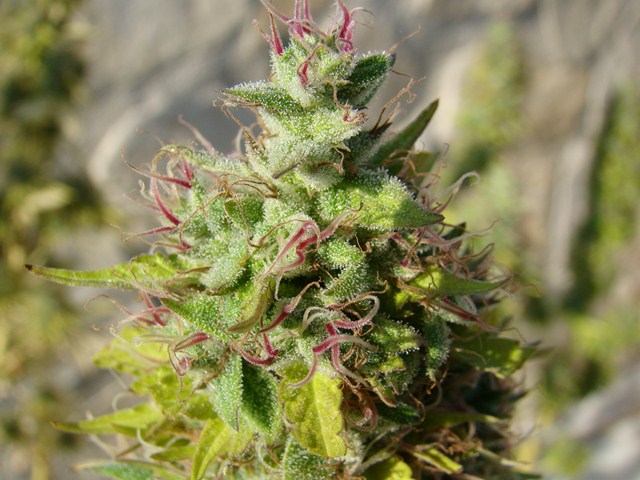Edy x HH flora 8++++ (Copiar).JPG