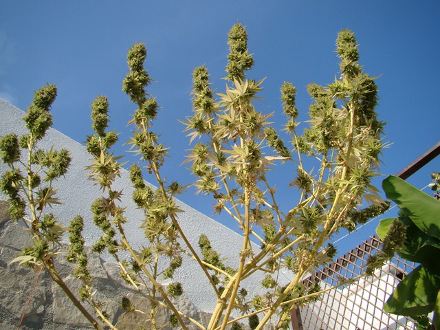 Edy x HH flora 8+ (Copiar).JPG