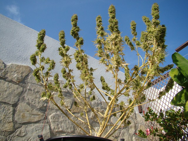 Edy x HH flora 8 (Copiar).JPG