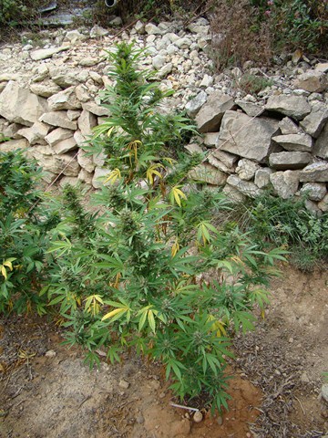 QM x Ciskei 161 dias flora 8 (Copiar).JPG