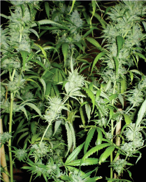 La Grape fruit Haze de Next generation seeds..PNG