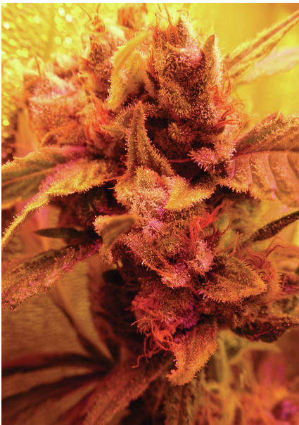 La G13 Haze cultivée par Botaquantik.PNG