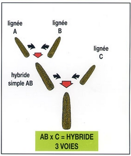 Hybride 3 voies.PNG