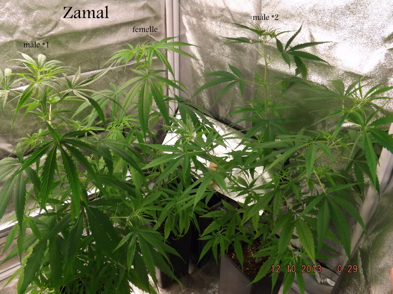 DSCF2718.JPG