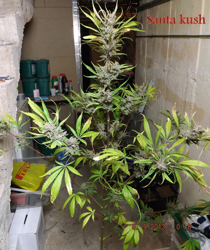 DSCF2098.JPG