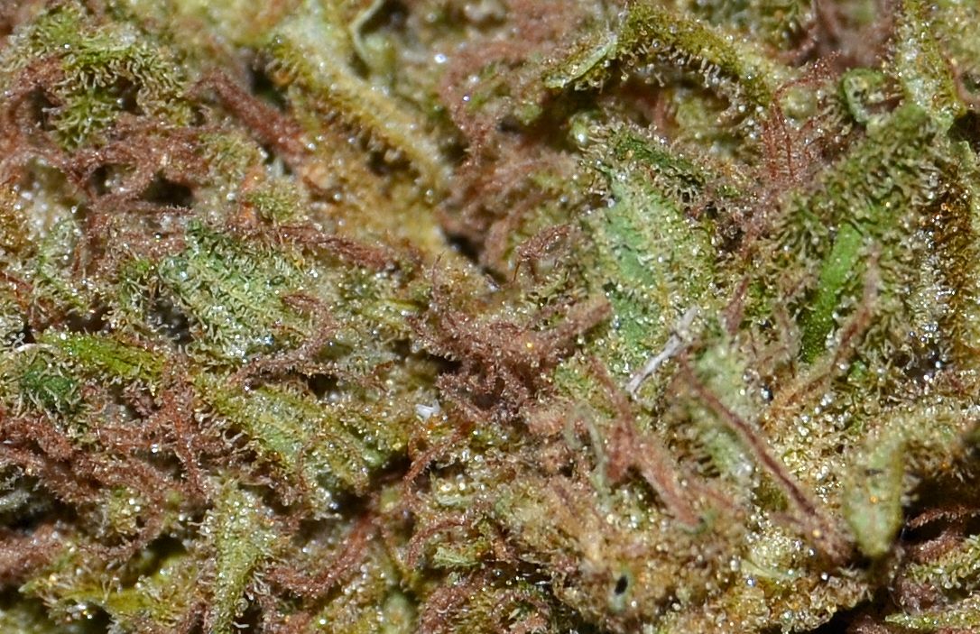 DSC_0031.JPG