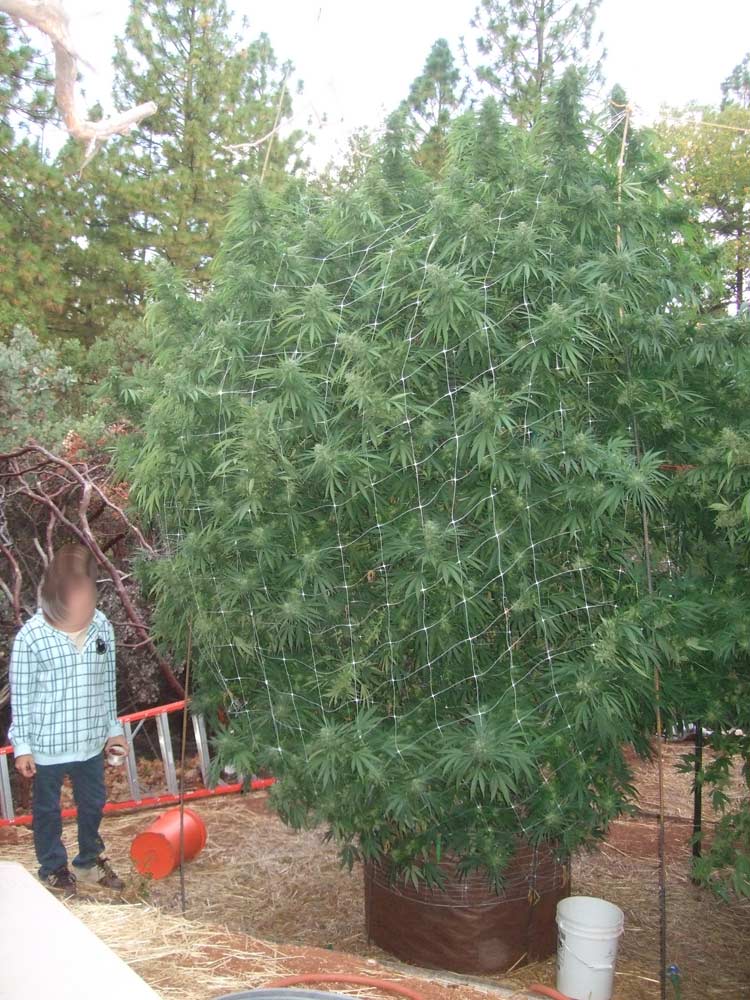 Giant_scrog.jpg