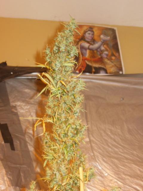 OT purple haze x malawi.jpg