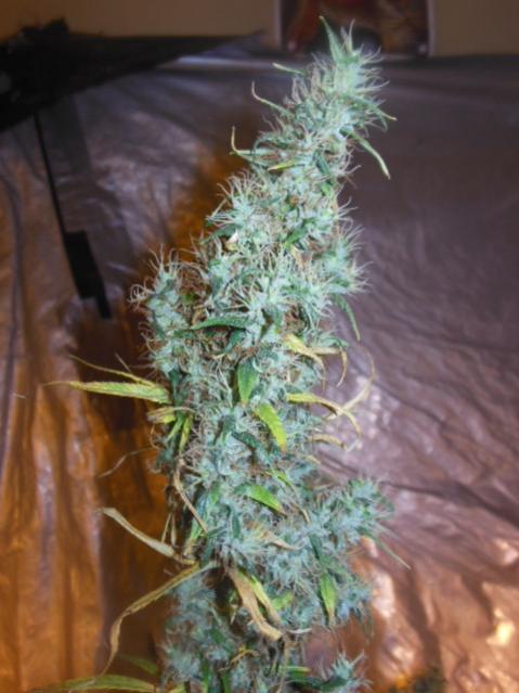 OT purple haze x malawi bud.jpg