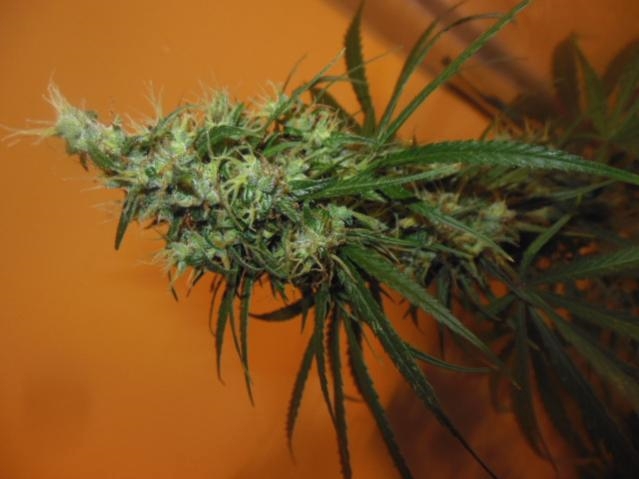 OTH purple haze x Malawi detail.jpg