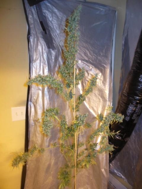 OT purple haze x malawi full.jpg