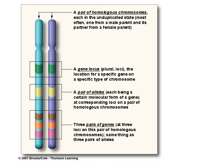 Loci sur chromosomes homologues.gif