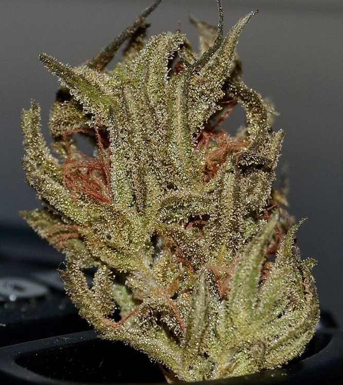 DSC_0107.JPG