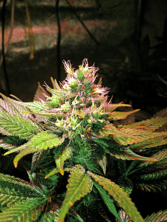 DSC_2354.jpg