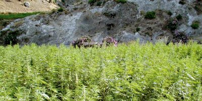 champs-Cannabis-Maroc-(2013-11-12).jpg