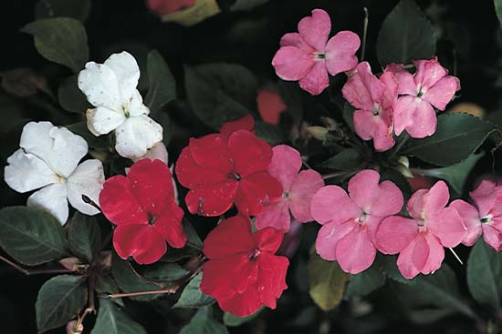 Dominancia incompleta.jpg