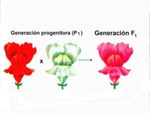 dominancia-incompleta-cecyt6-ipn-mx.jpg