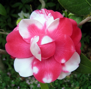 Co-dominance_Rhododendron.jpg