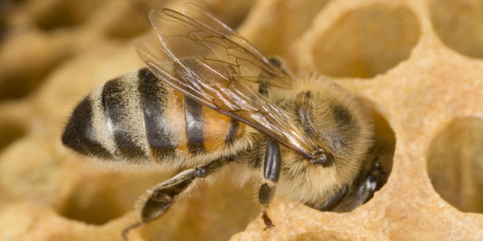 1606818_3_c50d_les-insecticides-sont-mis-en-cause-par-des-ong_2bd488585cf3231c8166e14c25f0a868.jpg