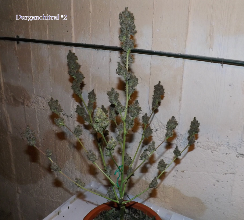 DSCF4214.JPG