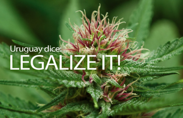 Marihuana3-1-590x380.jpg
