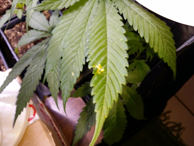 20131211_193703 [640x480].jpg