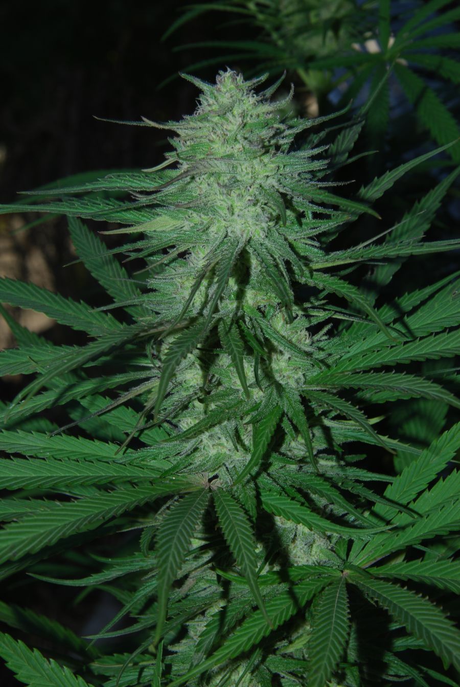 HazeJamaica x Peyote 131001b 009 + pequeña.jpeg