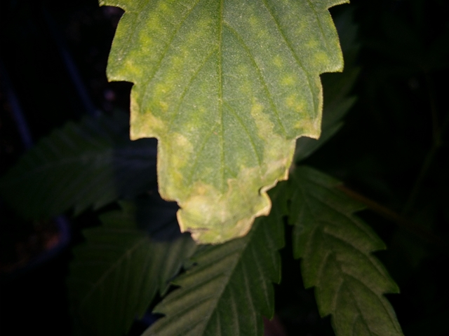 20131218_211208 [640x480].jpg